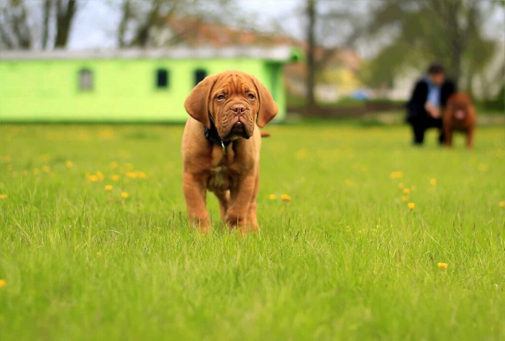 French Mastiff Puppy