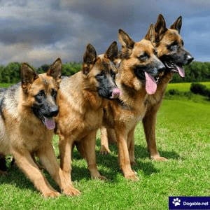 Different Types of German Shepherds