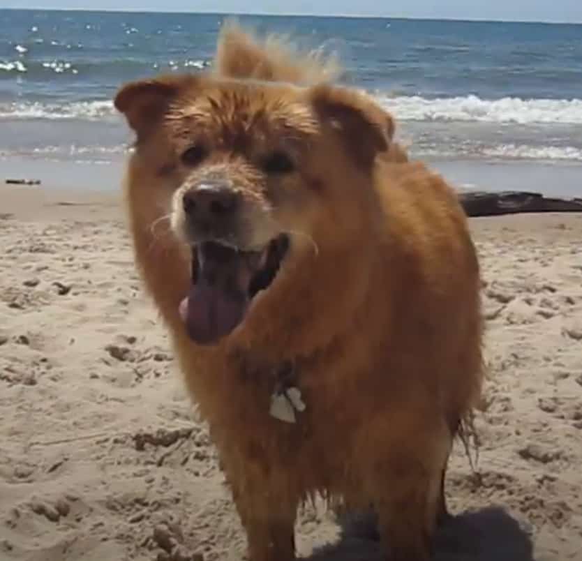Golden Chow
