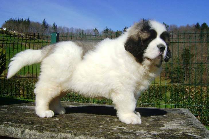 Pyrenean Mastiff