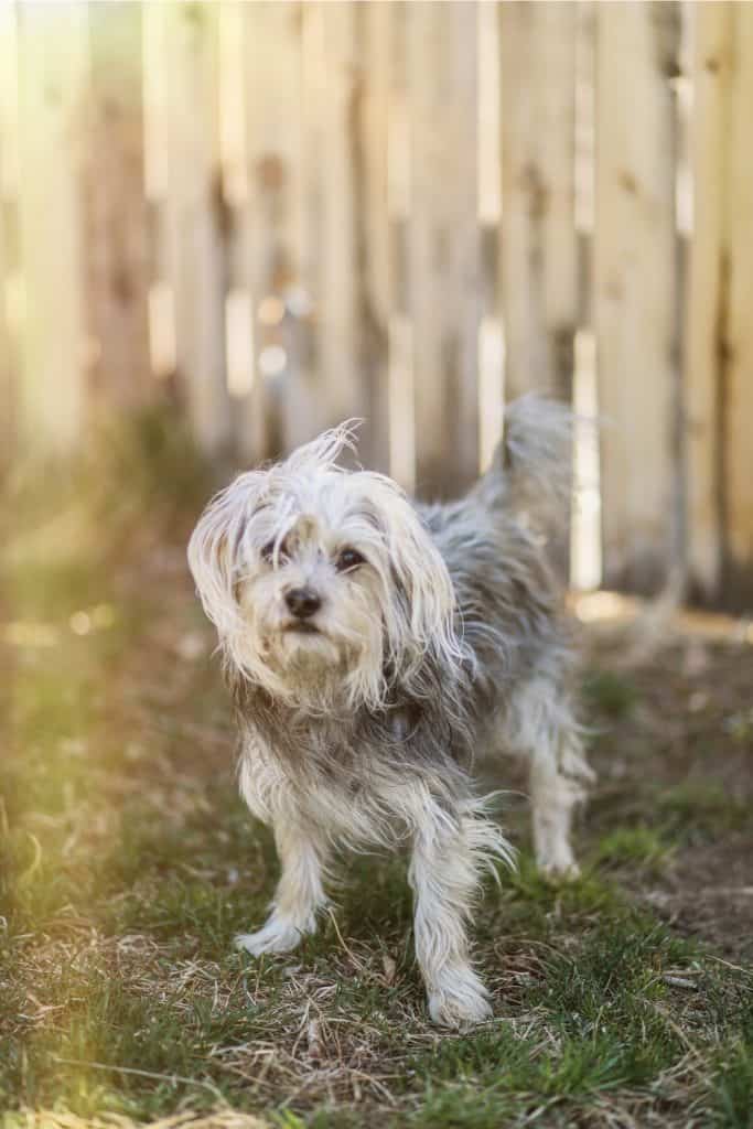 Adult Yorkshire Chihuahua Mix