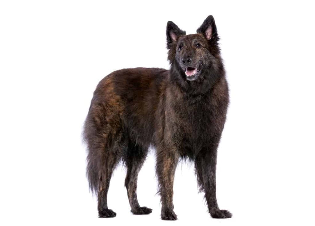 Adult Dutch Shepherd