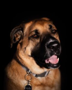 Adult Golden Shepherd