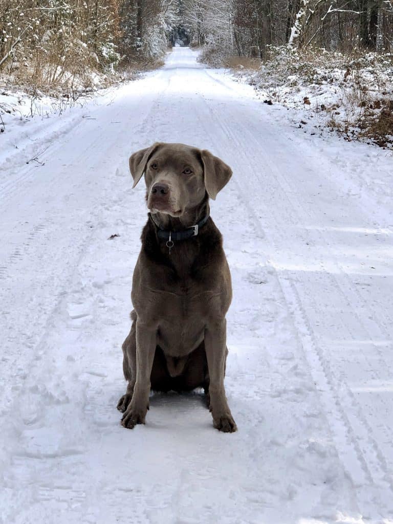 Adult Silver Labrador