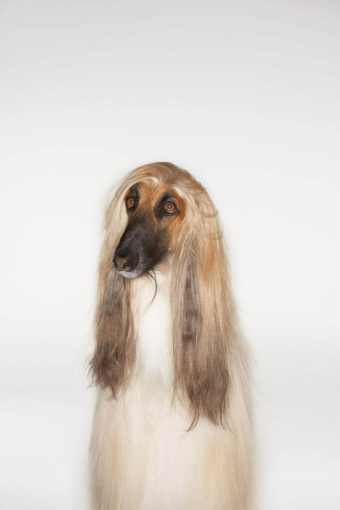 Afghan Hound
