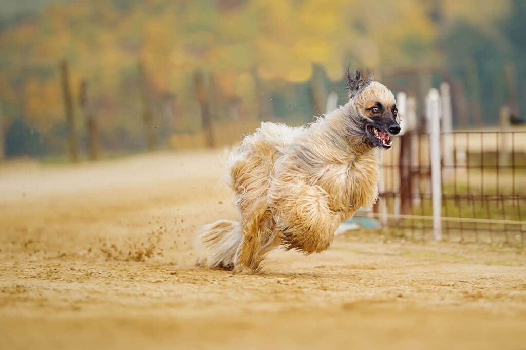 Afghan-Hound