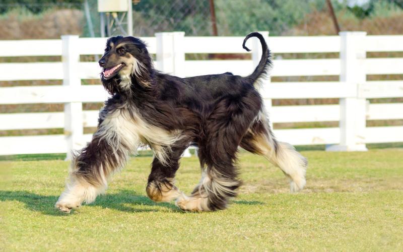 Afghan Hound Rescue