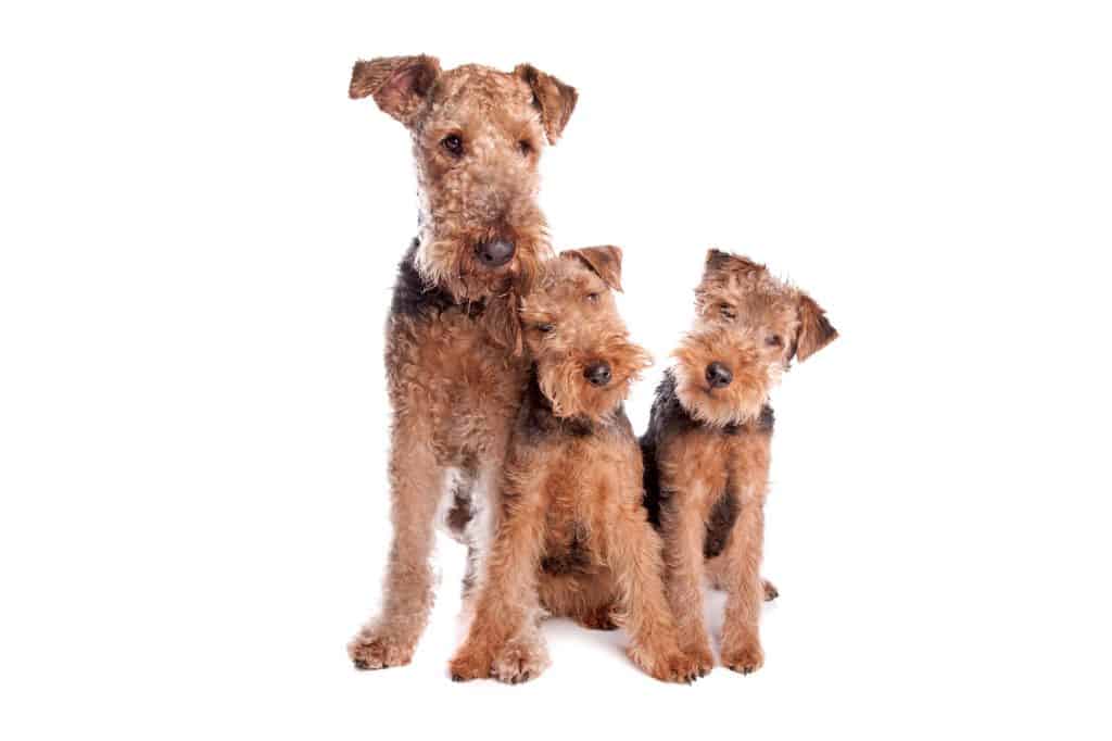 Airedale Puppy For Sale