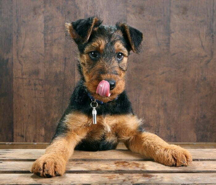 Airedale Terrier Rescue