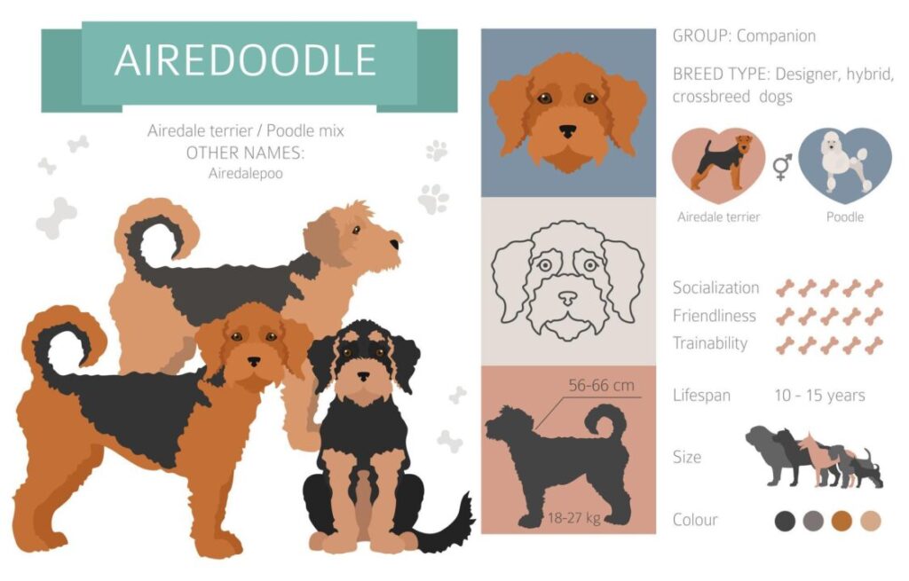 Airedoodle Infographic