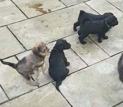 Airedoodle Puppy For Sale