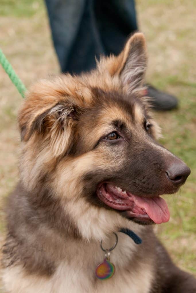 American Alsatian Puppy