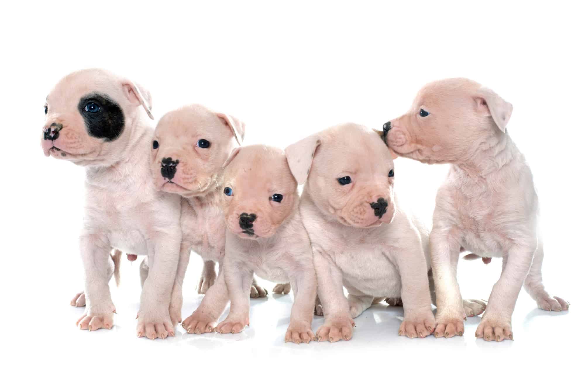American Bulldog Puppy