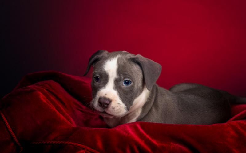 American Pitbull Puppy