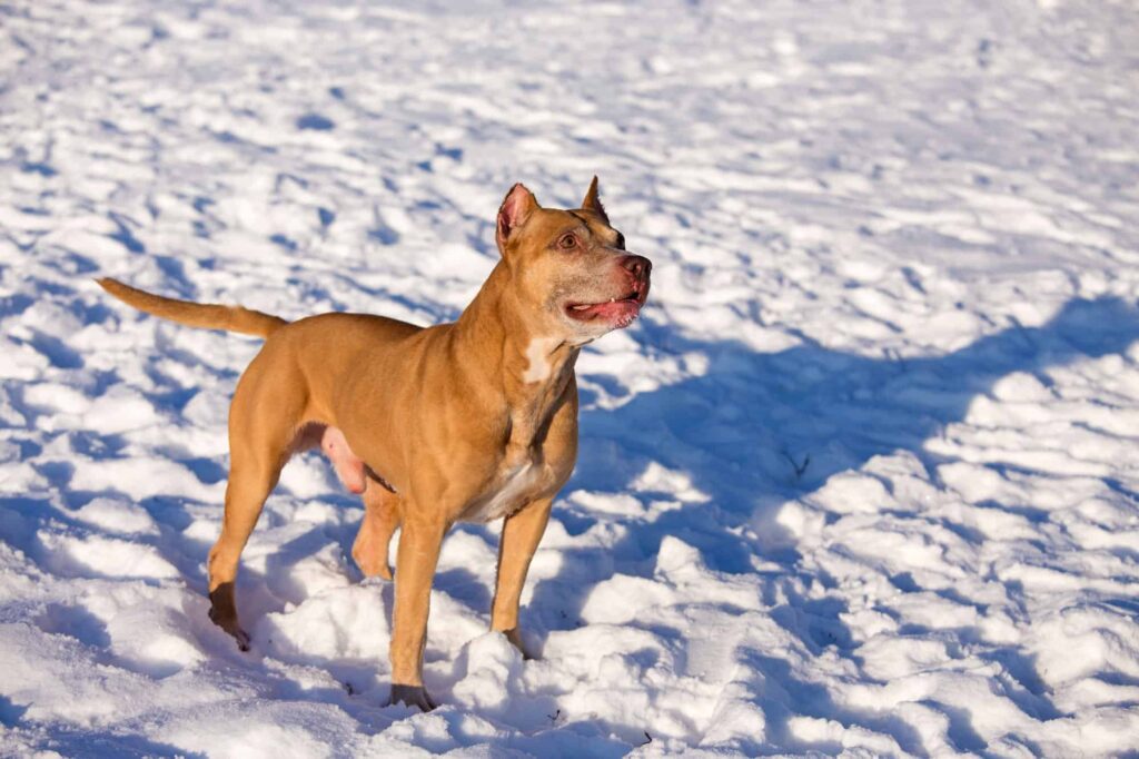 American Pitbull Terrier