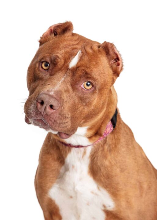 American Pitbull Terrier Breed