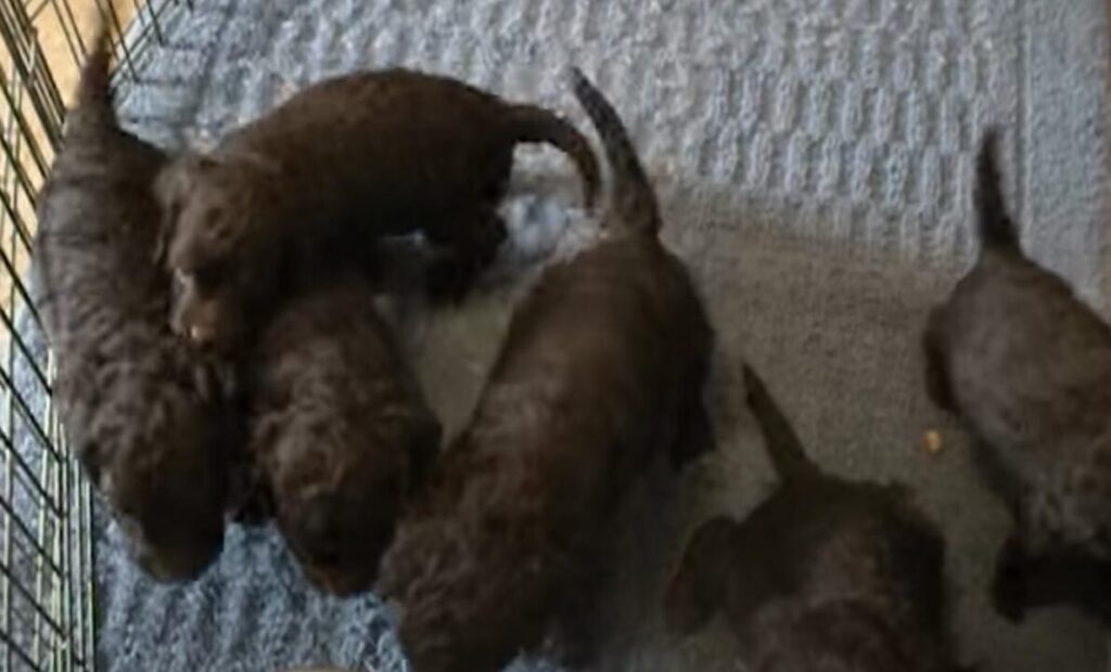 American Water Spaniel Puppy For Sale