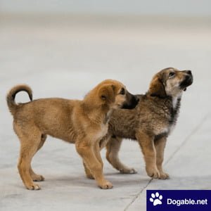 Anatolian Shepherd Puppies