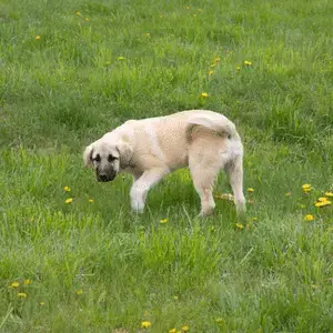 Anatolian shepherd puppy