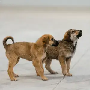 Two Anatolian Shepherd puppies