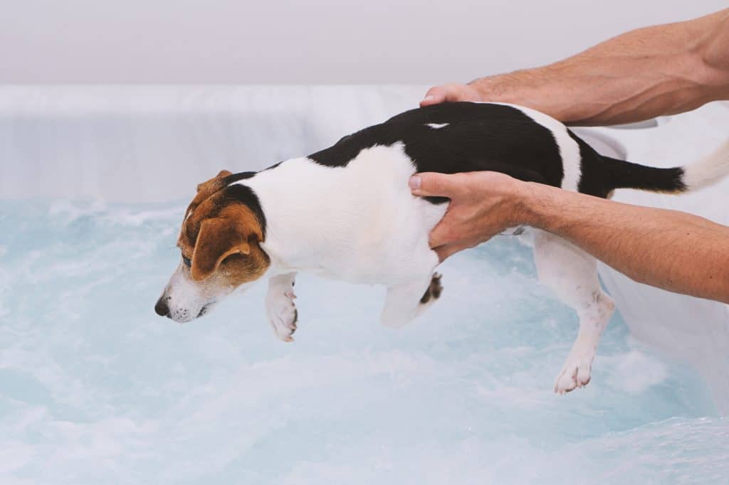 Are Hot Tubs Safe For Dogs