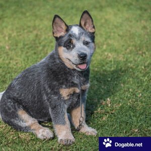 Dog breed with pointy ears
