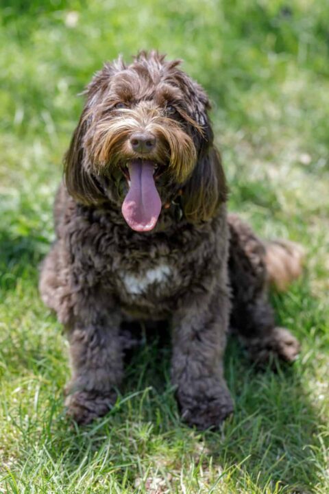 Australian Labradoodle Puppy For Sale