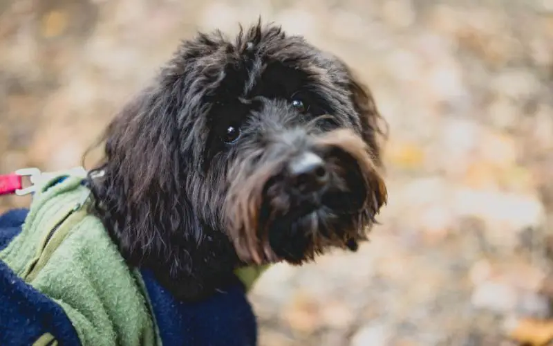 Aussiedoodle looking over shoulder.