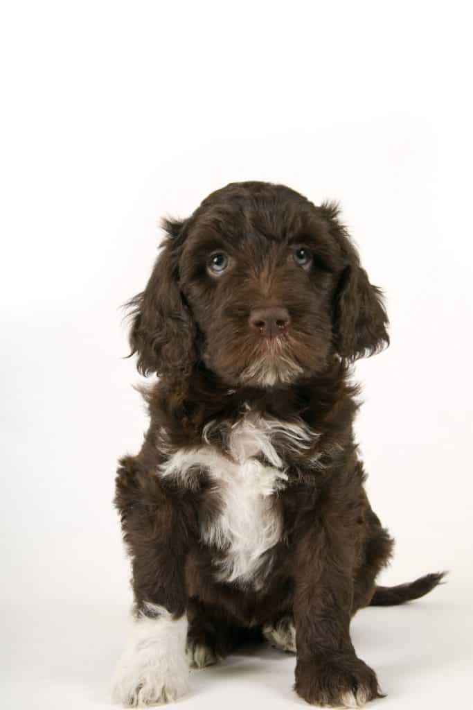 Barbet Adoption