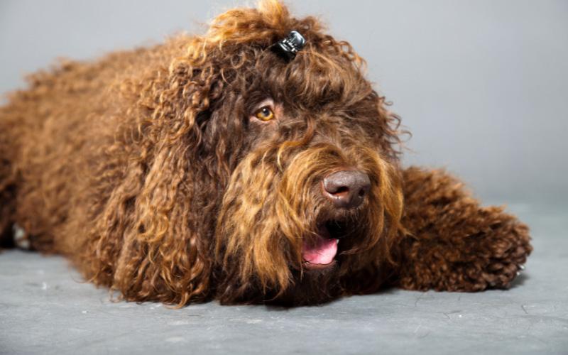 Barbet Dog Breed