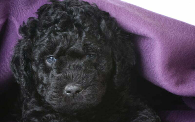 Barbet Puppy