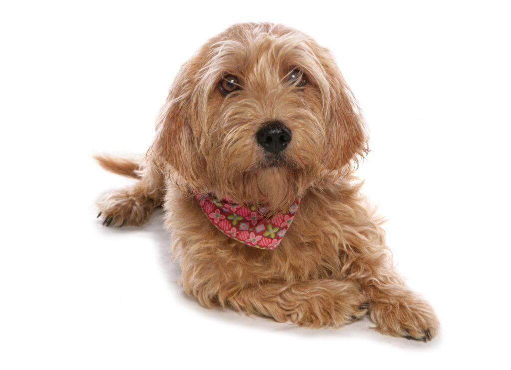 Basset Fauve De Bretagne Dog