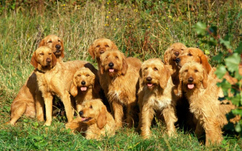 Basset Fauve De Bretagne Puppies For Sale