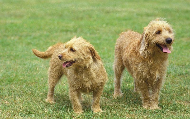 Basset Fauve De Bretagne