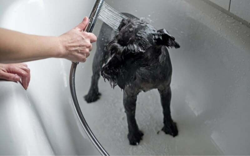Bathing A Schnauzer