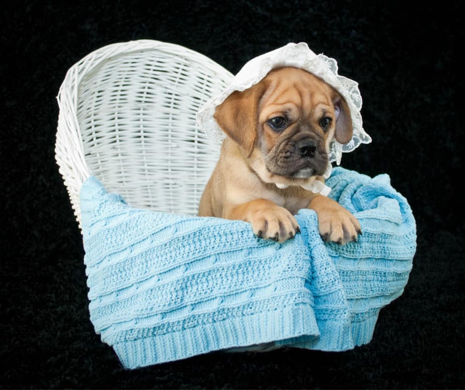 Beabull Puppy For Sale
