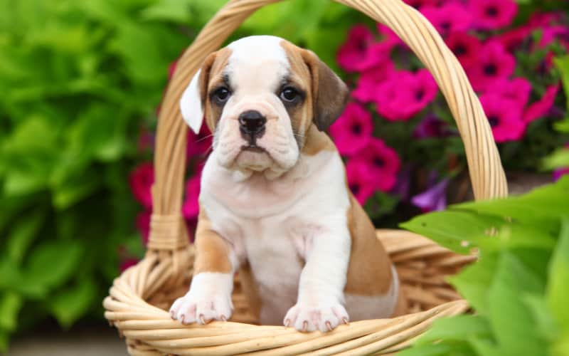 Beabull Puppy