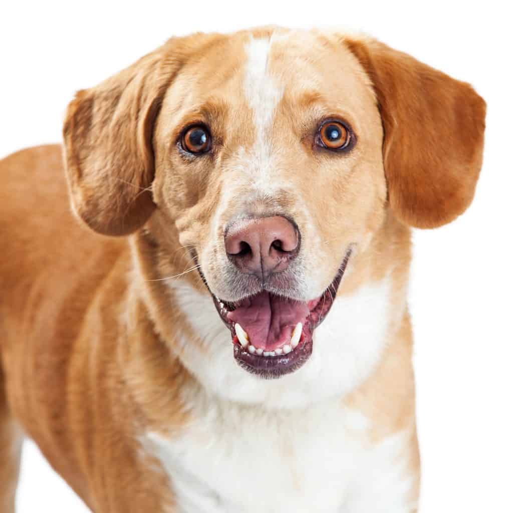 Beagador
