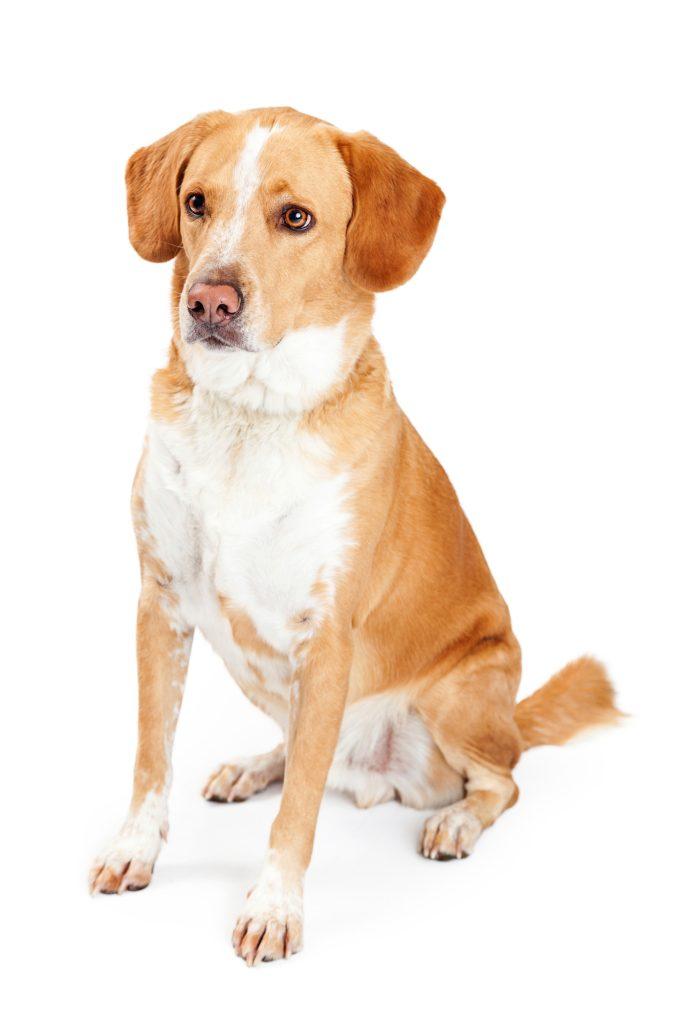 Beagador Mixed Breed