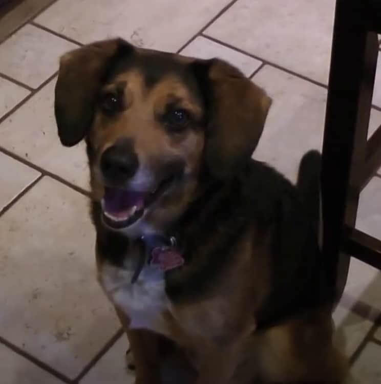 Beagle Border Collie Mix