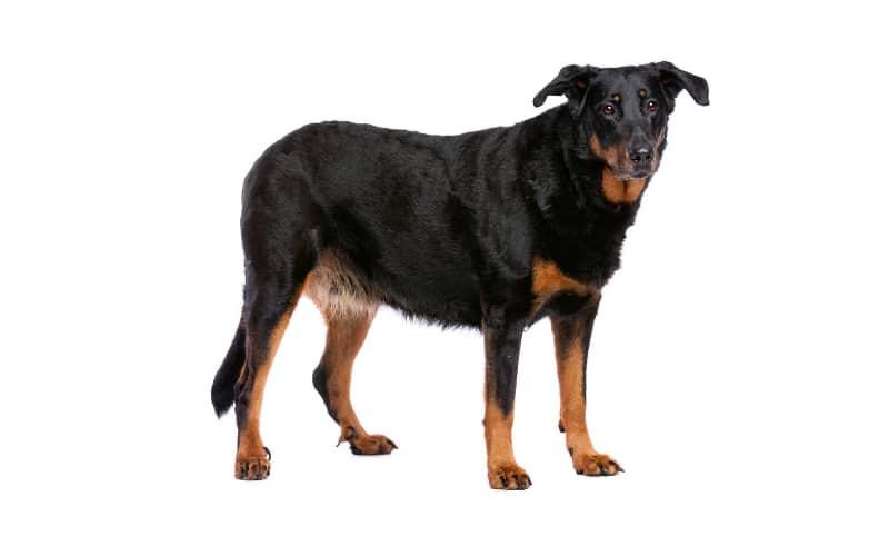 Beauceron Puppy For Sale