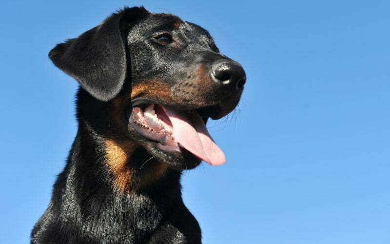 Beauceron Rescue