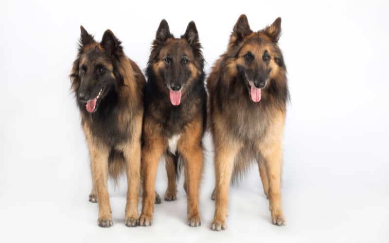 Belgian Tervuren Rescue