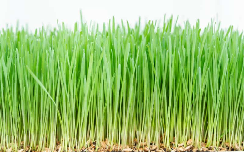 Benefits of Wheatgrass for Dogs