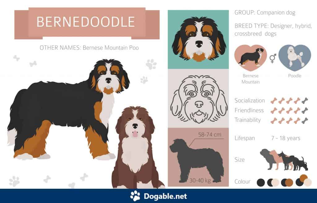 Bernedoodle Infographic