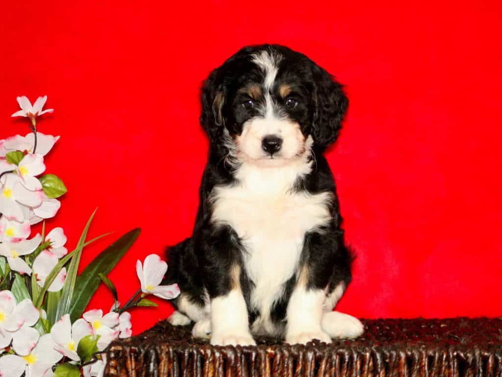 Bernedoodle Puppy Sitting