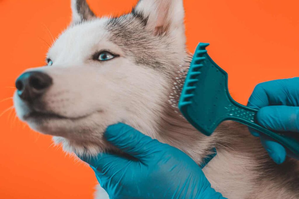 Best Brush for Husky