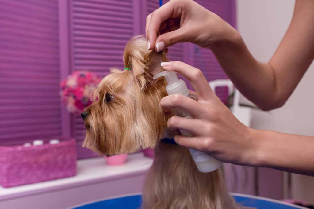 Best Detangler for Dogs