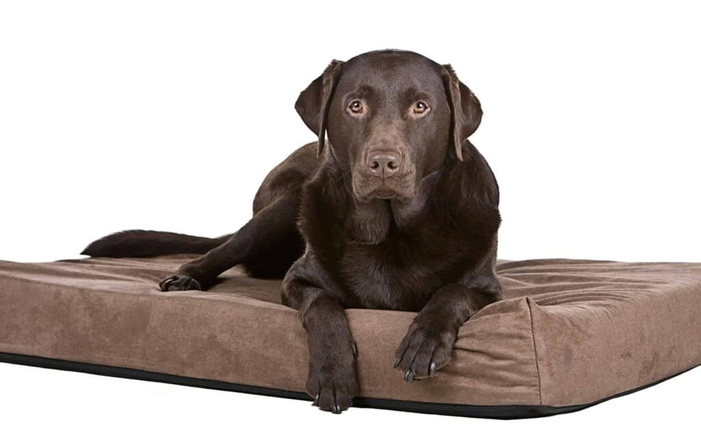 Best Dog Beds for Large Dogs
