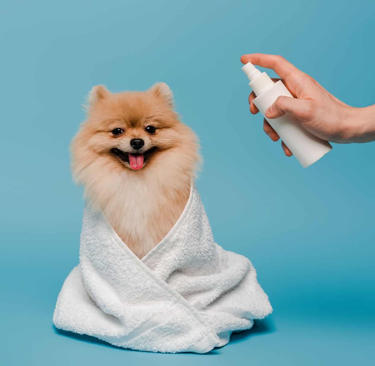 Best Dog Detangler Spray